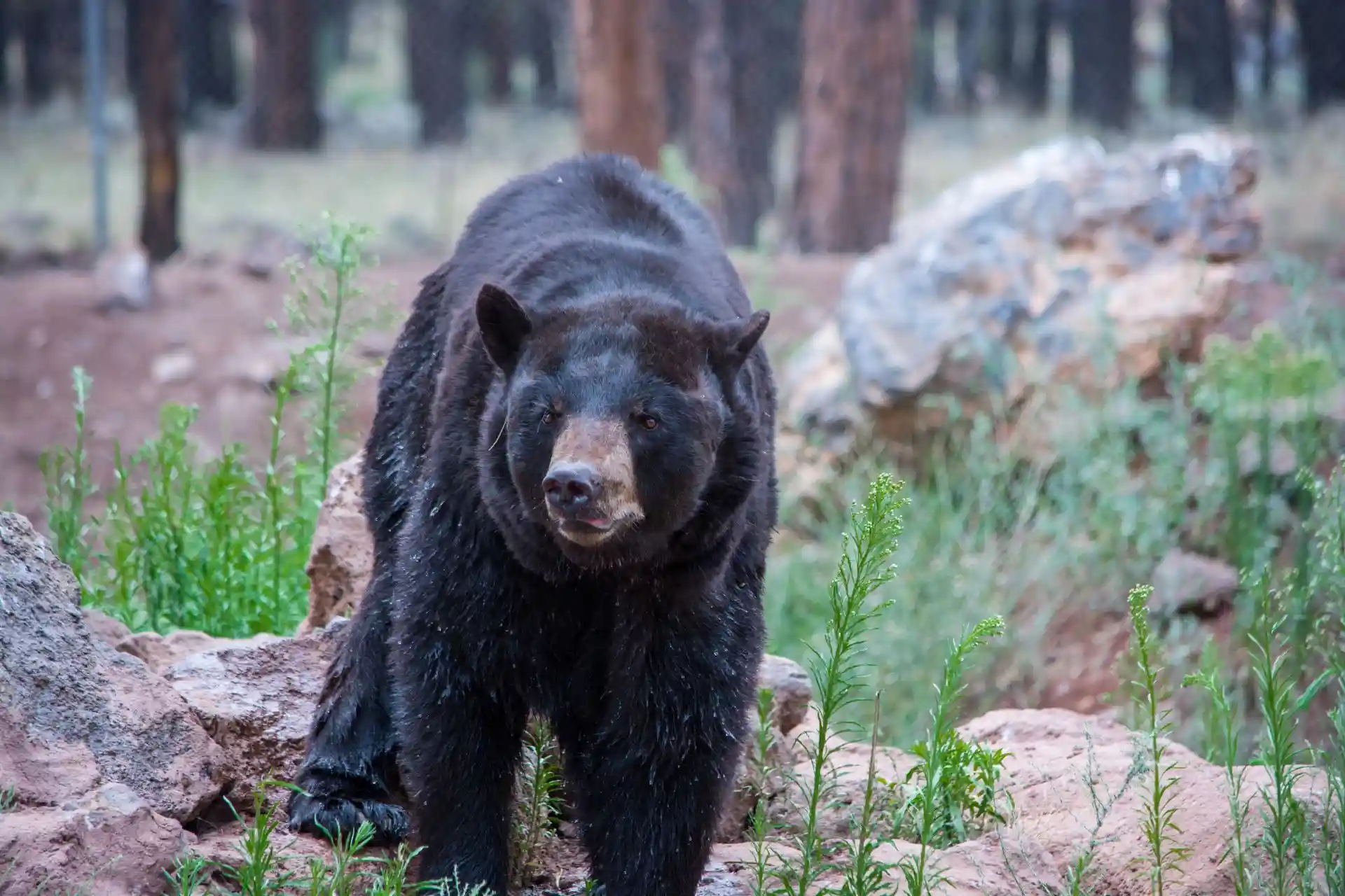 How a Bear Attack Affects Your Sleep