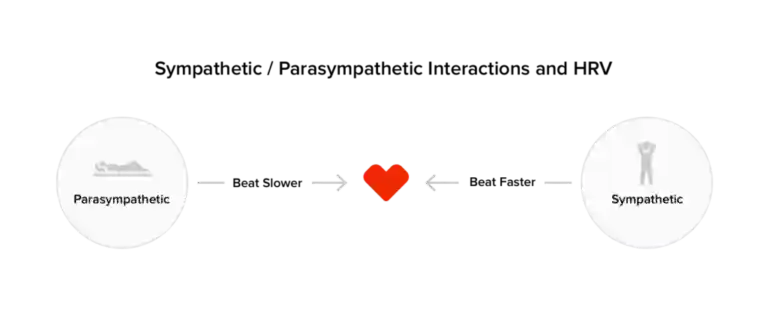sympathetic vs parasympathetic