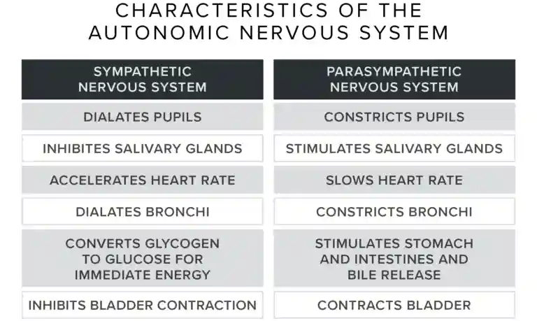 sympathetic vs parasympathetic